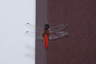 Scarlet Marsh Hawk Aethriamanta brevipennis male