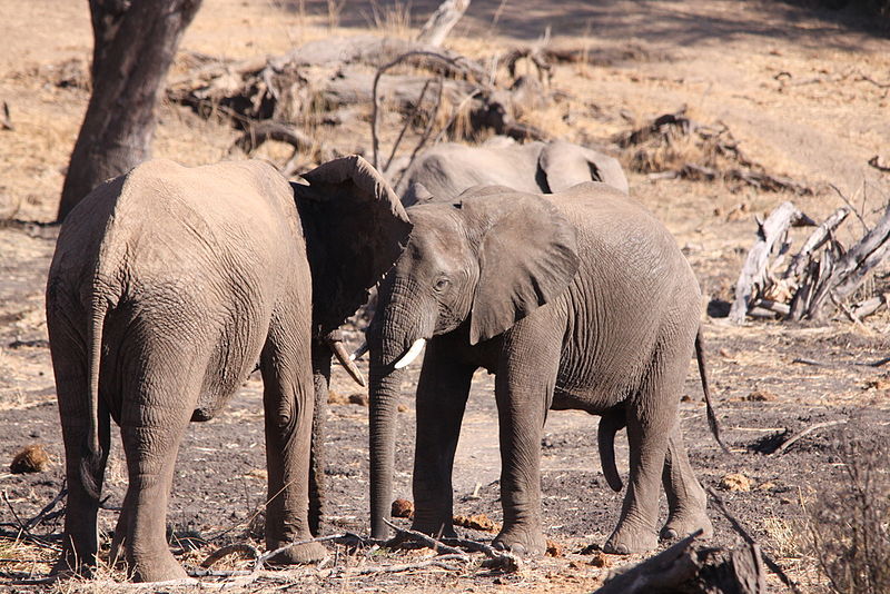 File:African Elephant, Loxodonta africana greeting in Mapungubwe (6026183894).jpg