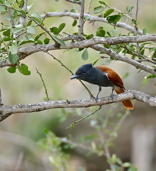 File:African Paradise Flycatcher (Terpsiphone viridis) female (32212605002).jpg