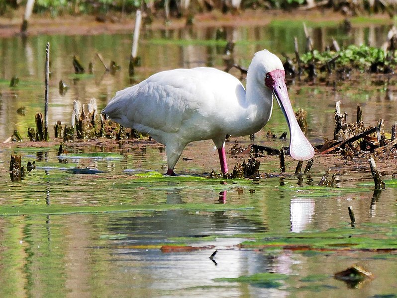 File:African Spoonbill (42940887760).jpg