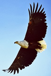 List of birds of Malawi