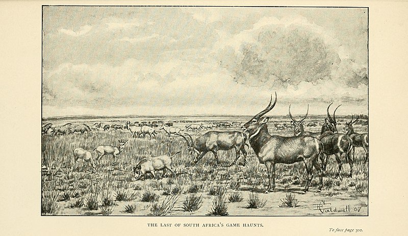 File:African nature notes and reminiscences (1908) (17751753868).jpg