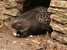 Tarajos sül (Hystrix cristata)