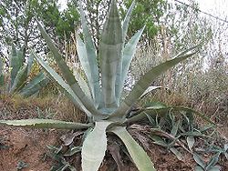 Pulque