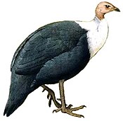 List Of Galliformes By Population