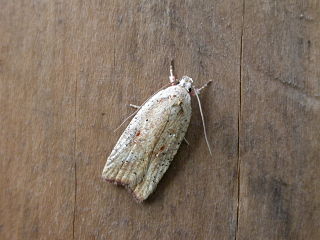 <i>Agonopterix nervosa</i> species of insect