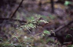 Agrostishallii.jpg