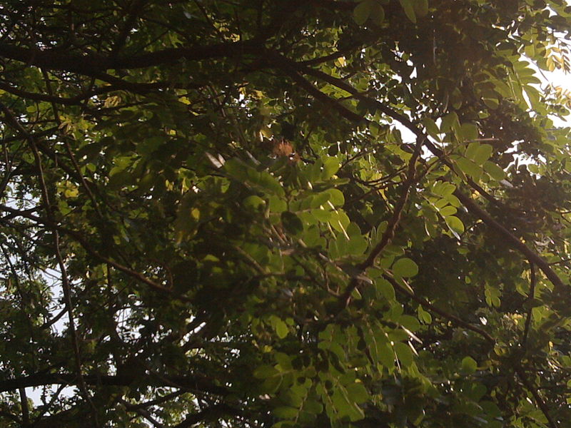 File:Albizia saman (Raintree) (3).jpg
