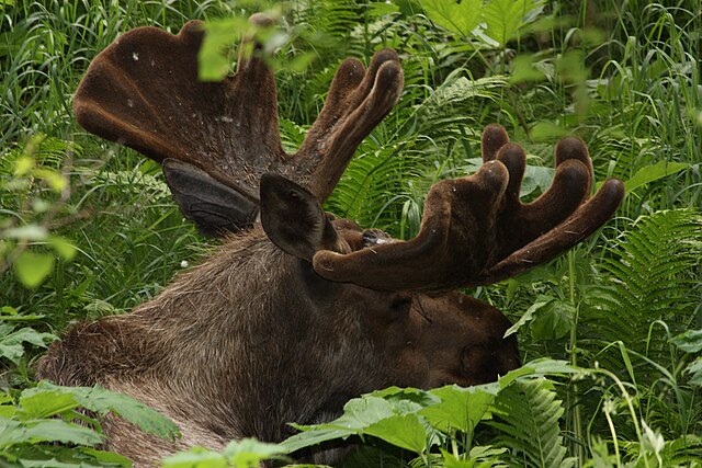 Growing antlers are covered with a soft, furry covering called "velvet". Blood vessels in the velvet transport nutrients to support antler growth.