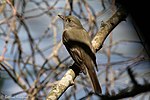 Thumbnail for File:Alder-Willow Flycatcher Smith Oaks High Island TX 2018-04-27 12-46-33 (27329211077).jpg