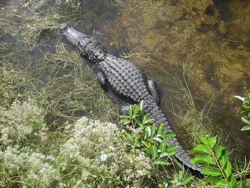 File:Alligator in Big Cypress National Preserve.jpg