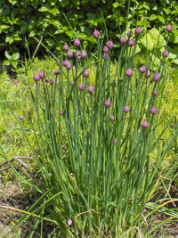 Allium schoenoprasum(01).jpg