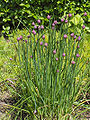 Clump of chives
