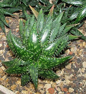Descrizione dell'immagine Aloe jucunda2.JPG.