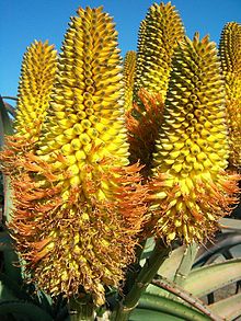 The orange-yellow flowers, growing on the typically compact, cylindrical racemes Aloe thraskii 25 06 2010.JPG