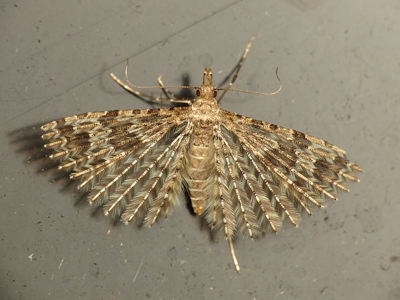 File:Alucita hexadactyla 350751.jpg