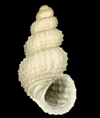 <i>Alvania tomentosa</i> Species of gastropod