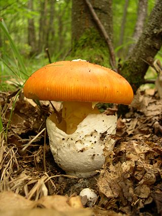 <span class="mw-page-title-main">Volva (mycology)</span> Cup-like structure at the base of a mushroom