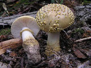 <i>Amanita franchetii</i> Species of fungus