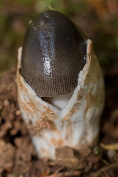 File:Amanita pachycolea (23480919999).jpg