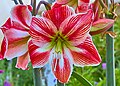 Amaryllis (Amaryllis hippeastrum).