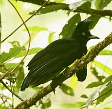 AmazonianUmbrellabird.jpg