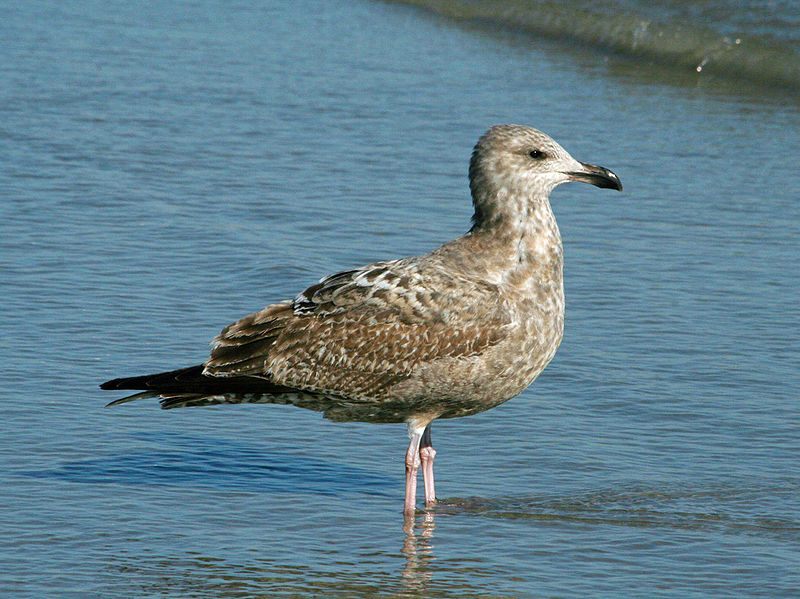 File:American Herring Gull (Larus smithsonianus) RWD4.jpg