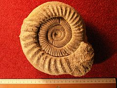 1.2.14 Ammonit