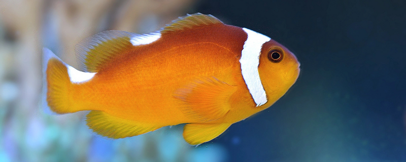 File:Amphiprion thiellei.webp