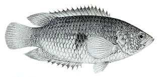 <i>Ctenopoma maculatum</i> Species of fish