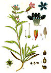 Anchusa officinalis Sturm8.jpg