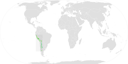 Fail:Andean Swift ebird data map.png