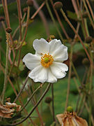 18.9.10 Herbst-Anemone