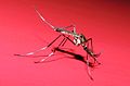 a species of mosquito that transmits malaria.