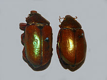 Anoplognathus viridiaeneus.JPG