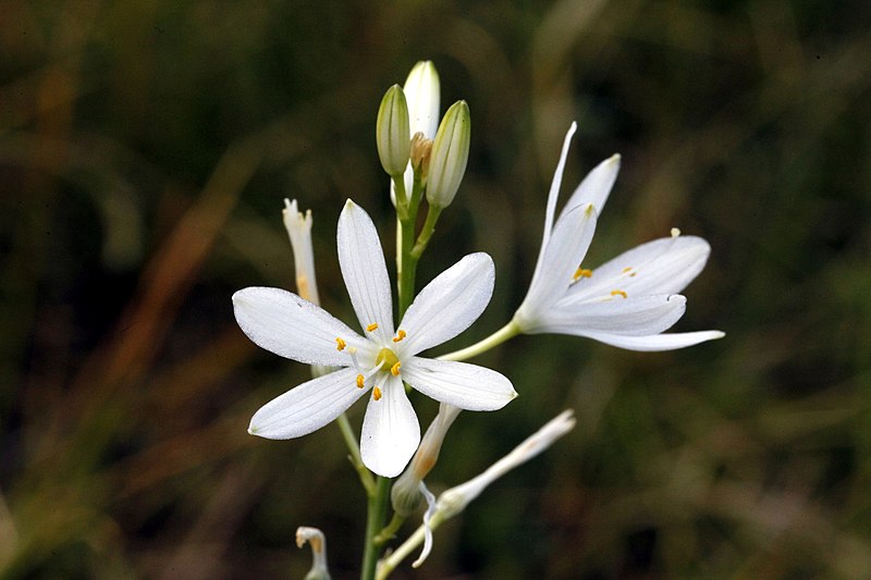 File:Anthericum ramosum, Chenove - img 34066.jpg