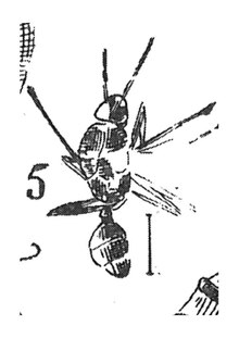 Aphaenogaster maculata, cotype - dessin de Nicolas Théobald.