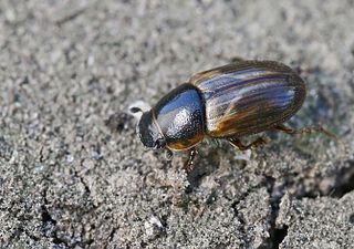 <i>Aphodius prodromus</i> Species of beetle