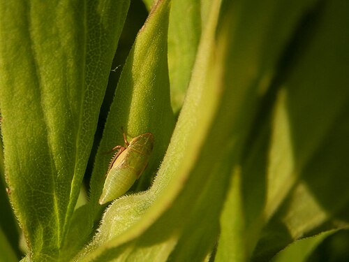 Hemiptera