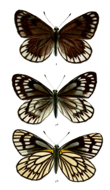 Aporia nabellica 524.png