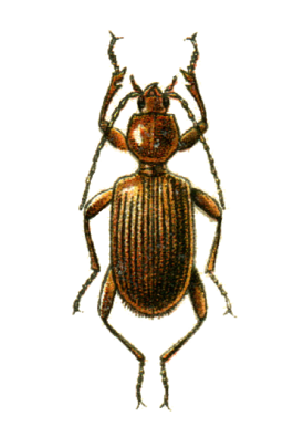 Apotomus testaceus