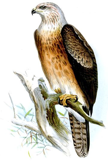 Aquila gurneyi