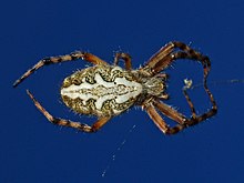 Araneidae - Aculepeira ceropegia-1 (8303335545).jpg