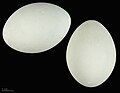 卵 Ardea alba melanorhynchos