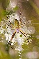 Argiope bruennichi