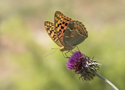 Kardinal Argynnis pandora Fam.: Edelfalter Foto: Zeynel Cebeci (CC BY-SA 4.0)