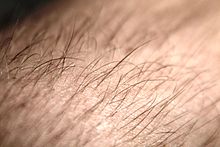 Hair follicle - Simple English Wikipedia, the free ...