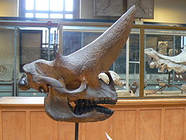 Arsinoitherium