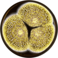 Aspergillus sclerotioniger growing on MEAOX plate