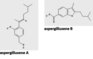 Aspergillusene